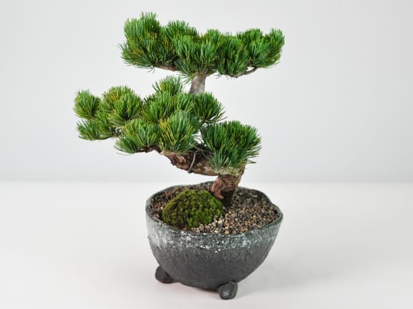 高松盆栽 別格五葉松の盆栽を販売｜盆栽妙 – 盆栽妙 本店