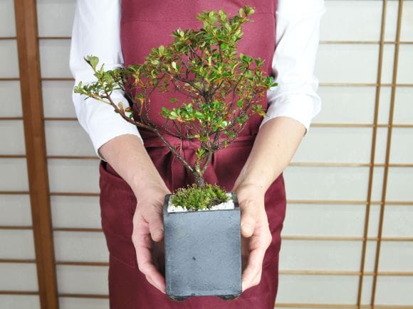 さつき 深山満月の盆栽を販売｜盆栽妙 – 盆栽妙 本店