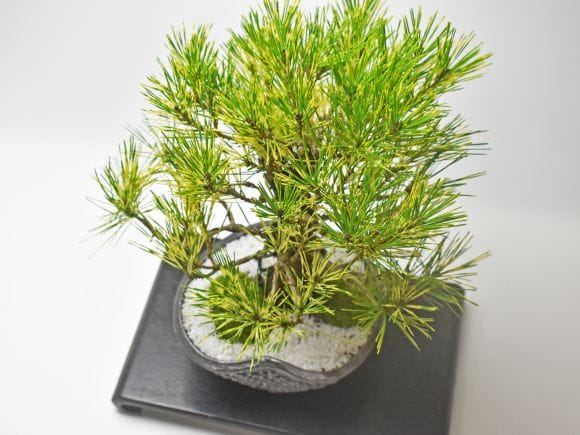 蛇の目松の盆栽を販売｜盆栽妙 – 盆栽妙 本店