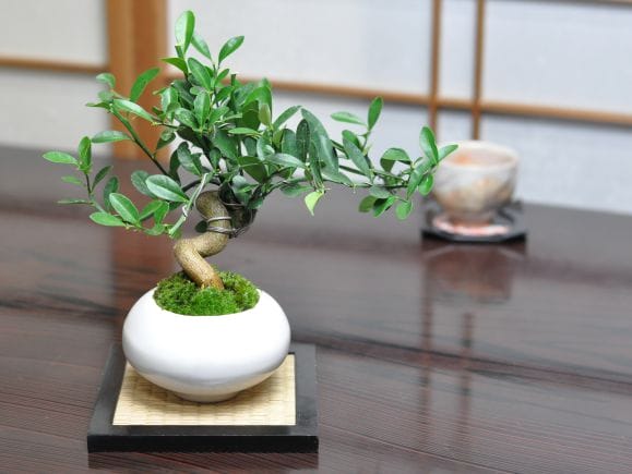 キンズ 太幹の盆栽を販売｜盆栽妙 – 盆栽妙 本店