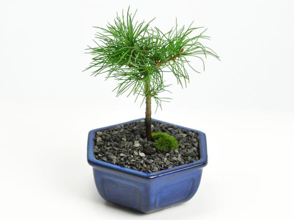 吾妻五葉松の盆栽を販売｜盆栽妙 – 盆栽妙 本店