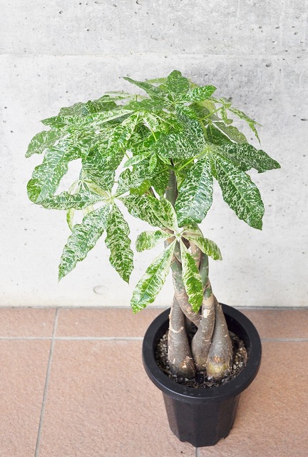 パキラ・ミルキーウェイ