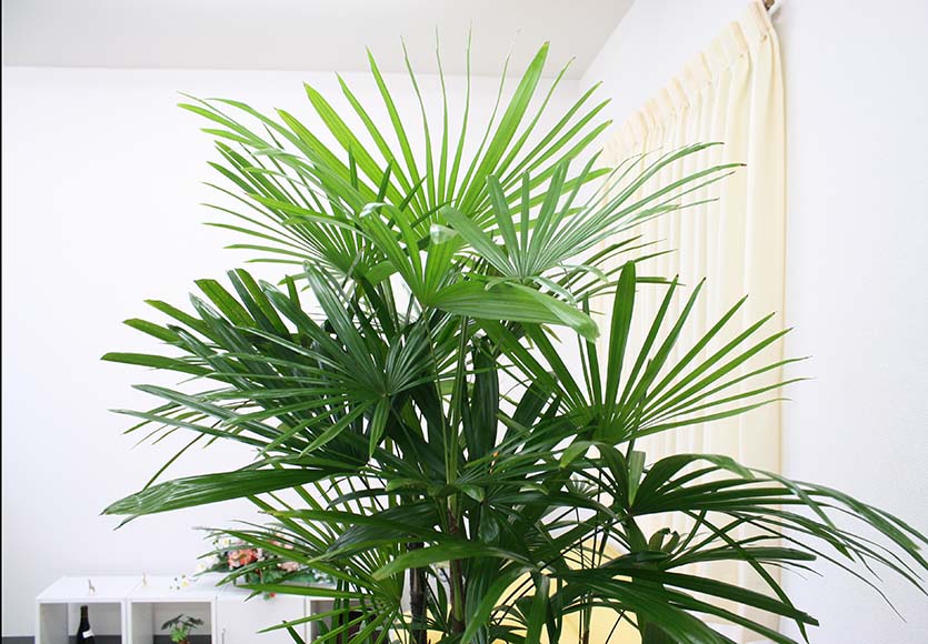 シュロ竹（シュロチク） 10号 単品 通販 販売｜観葉植物のブルーミング