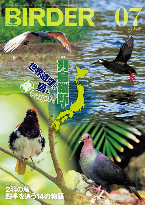 WS 結界の主小鳥+森の結界+新しい思い出静流 各4枚セット