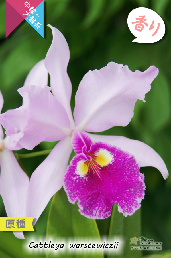 南米コロンビア産カトレア原種】C.warscewiczii （原種）カトレア