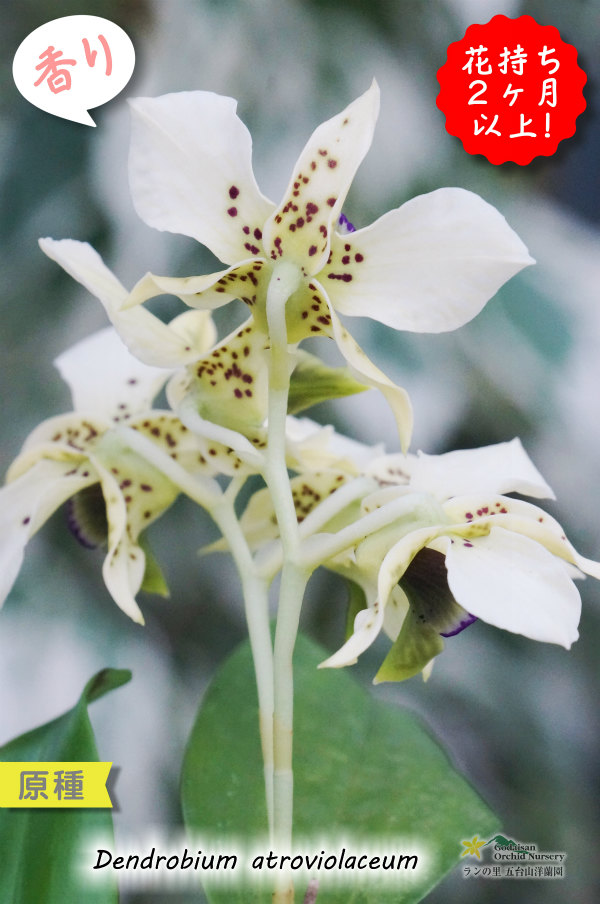 ニューギニアの原種デンドロ】Den.atroviolaceum (原種)デンドロビウム