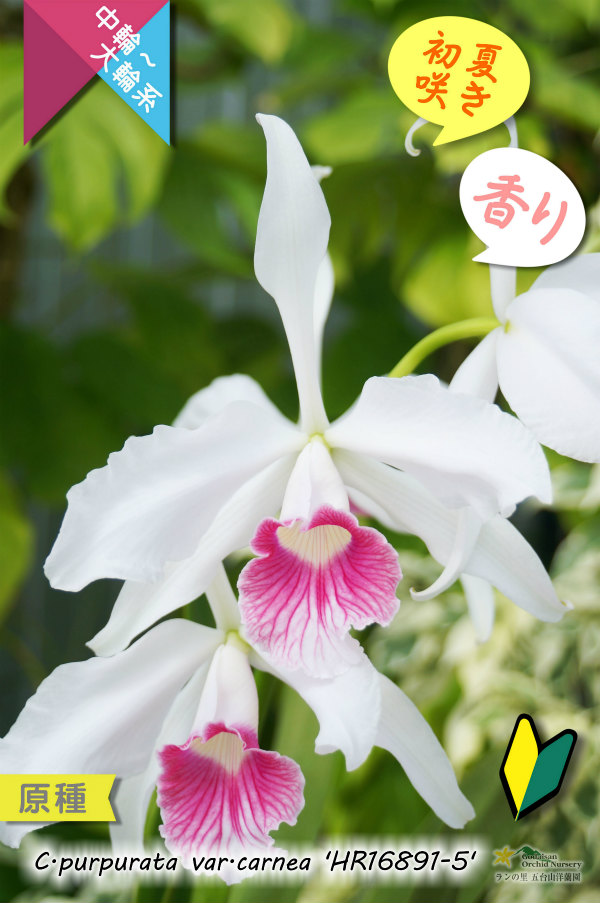 初夏咲きカトレア原種・実生株現品】C.purpurata var.carnea 'HR16891