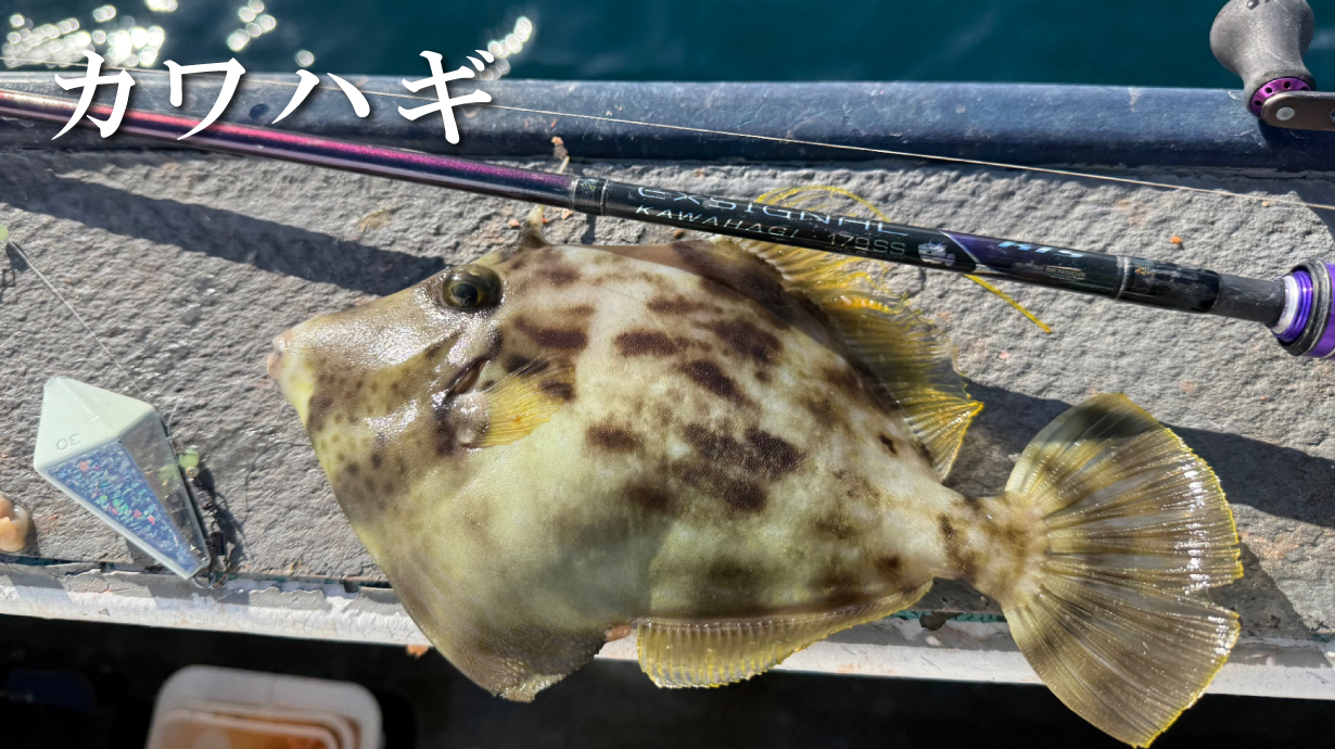 デッキステージ タチウオテンヤ | がまかつ