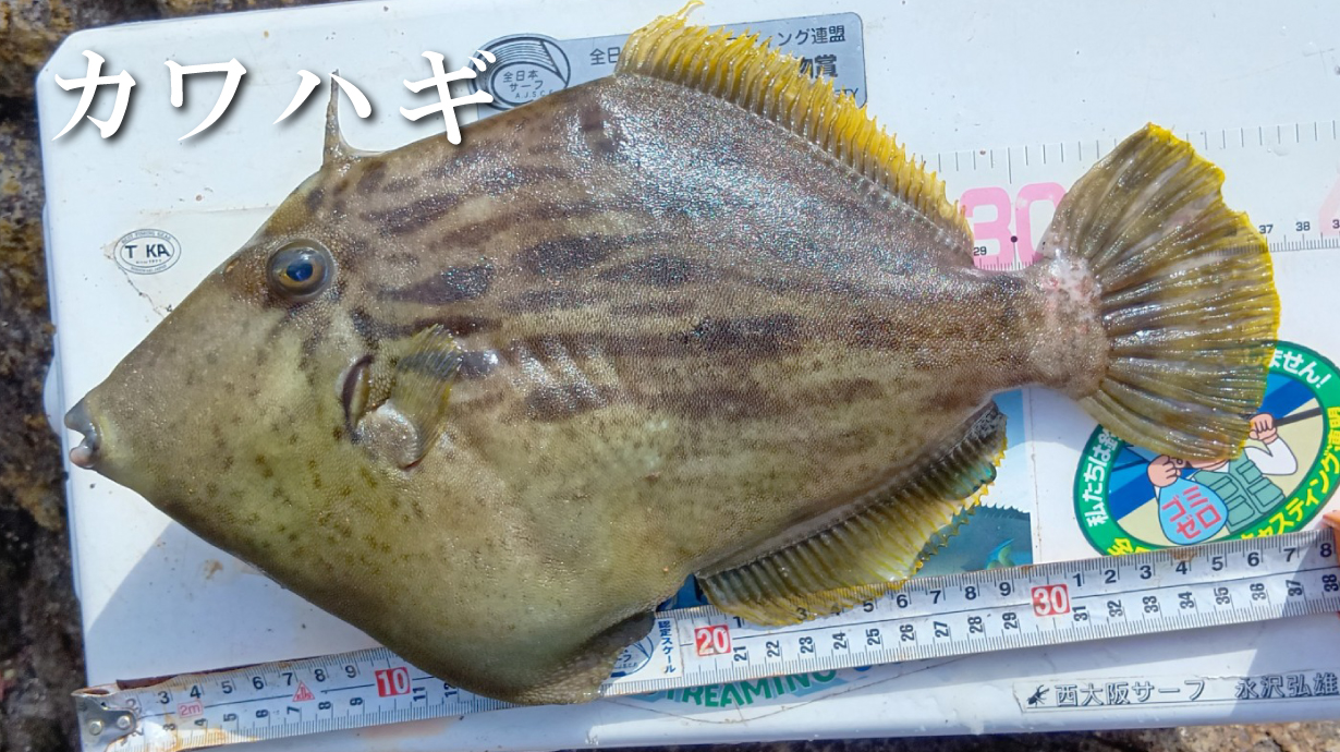 ORANGE Label トレーニングウォームスーツ GM3613 | がまかつ