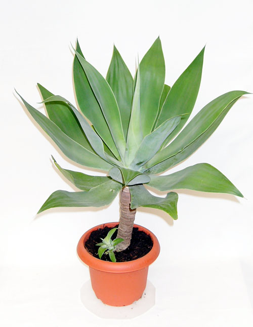 アガベ 観葉植物・販売[GDP]