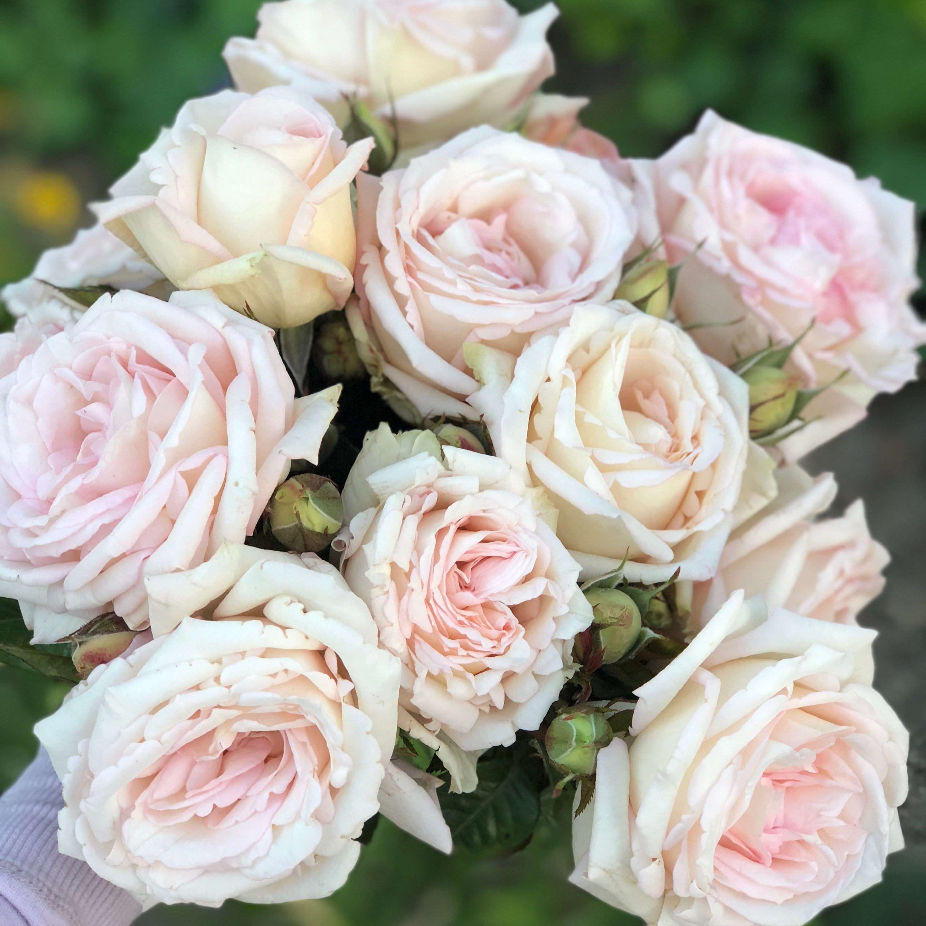Parfuma® Madame Anisette™ Potted Rose Bush - Grace Rose Farm
