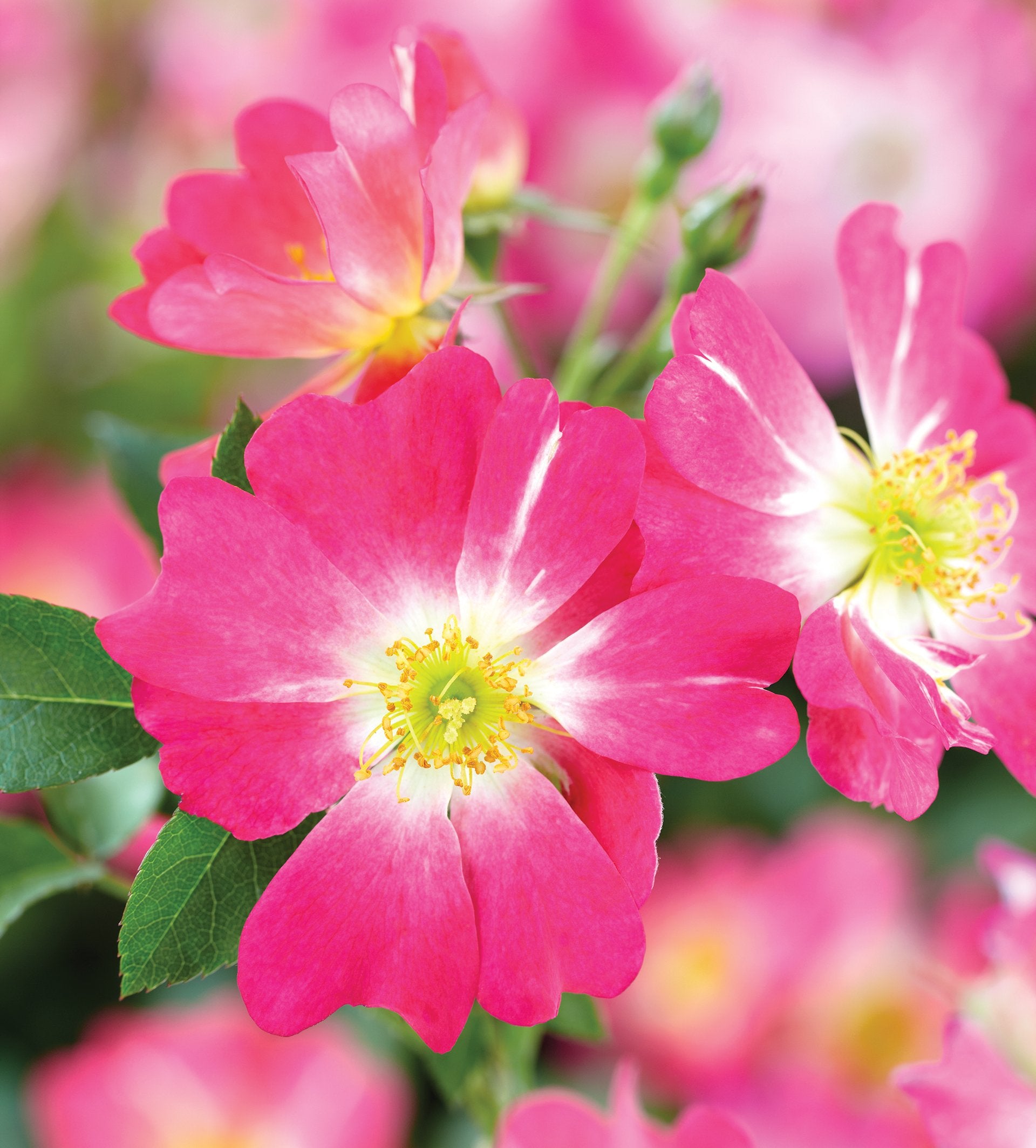 Pink Drift® Potted Rose Bush - Grace Rose Farm