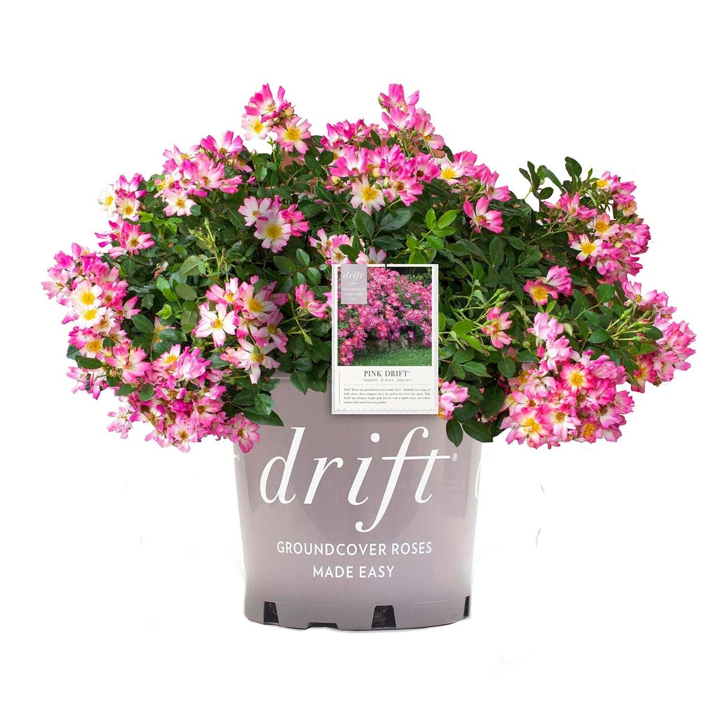Pink Drift® Potted Rose Bush - Grace Rose Farm