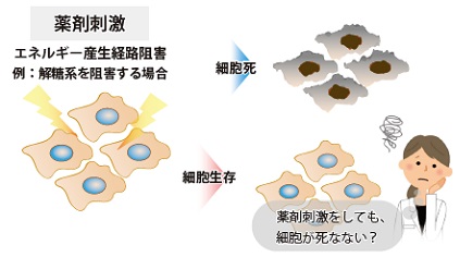 解糖系/ミトコンドリア膜電位測定キット Glycolysis/JC-1 MitoMP Assay