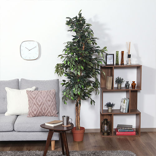 観葉植物 フィカス 1124 A 52662 不二貿易 観葉植物 | ホームセンター