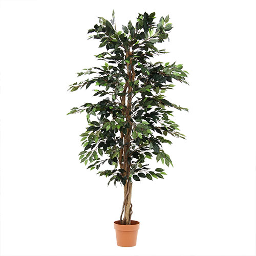 観葉植物 フィカス 1124 A 52662 不二貿易 観葉植物 | ホームセンター