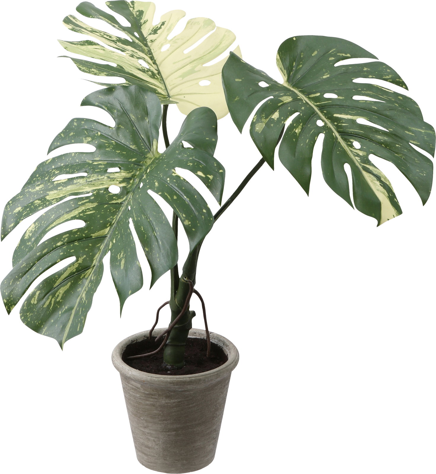 送料別途A】ﾓﾝｽﾃﾗﾊﾞﾘｴｶﾞｰﾀﾎﾟｯﾄ 0.65m: インテリアグリーン（鉢物