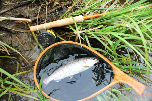 FENWICK イエローグラスⅢ フライフィッシング ショップ ドラグフリー