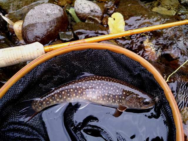 FENWICK イエローグラスⅢ フライフィッシング ショップ ドラグフリー