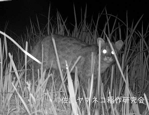 簡易防犯ビデオ センサーカムIR-1｜アサヒリサーチ