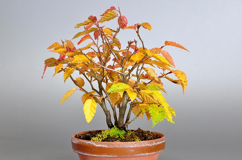 アカシデM（あかしで・赤四手｜アカメソロ・あかめそろ）雑木盆栽の