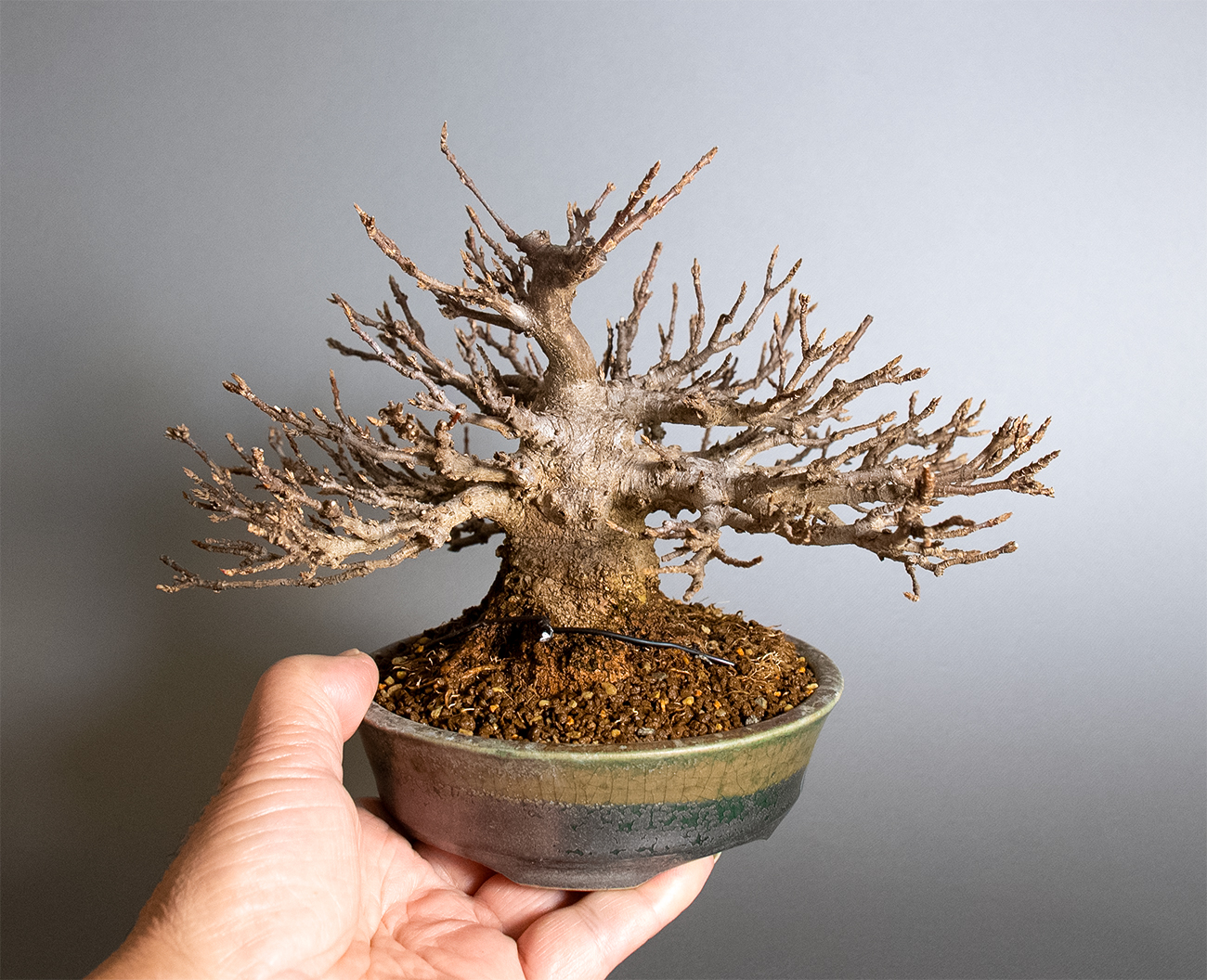 トウカエデ盆栽（とうかえで・唐楓）雑木盆栽の「販売と育て方・作り方」