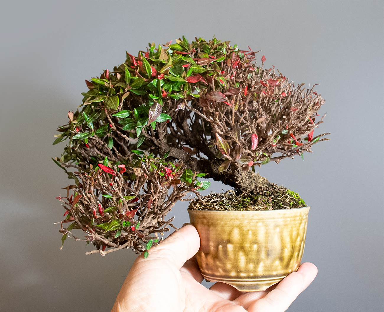 チリメンカズラ-D2（ちりめんかずら・縮緬葛）雑木盆栽の販売と育て方