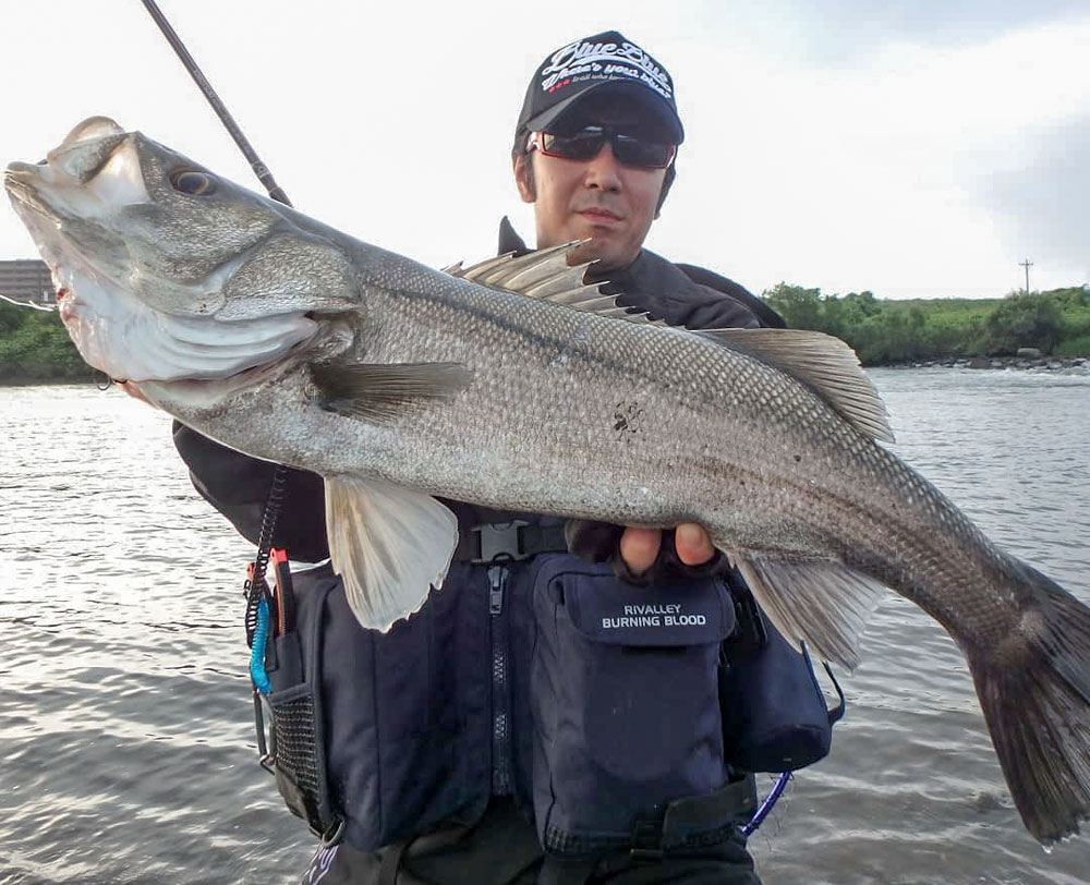 初夏の大分シーバス - Fishman（フィッシュマン）