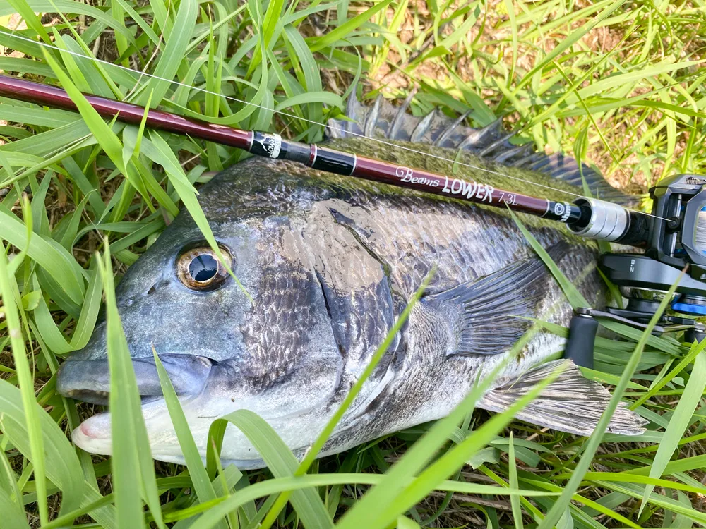 Beams LOWER6.2L アーカイブ - Fishman（フィッシュマン）