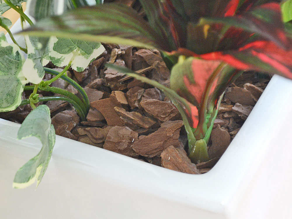 観葉植物の販売・ギフトならフラワーコーポレーション / 【送料無料