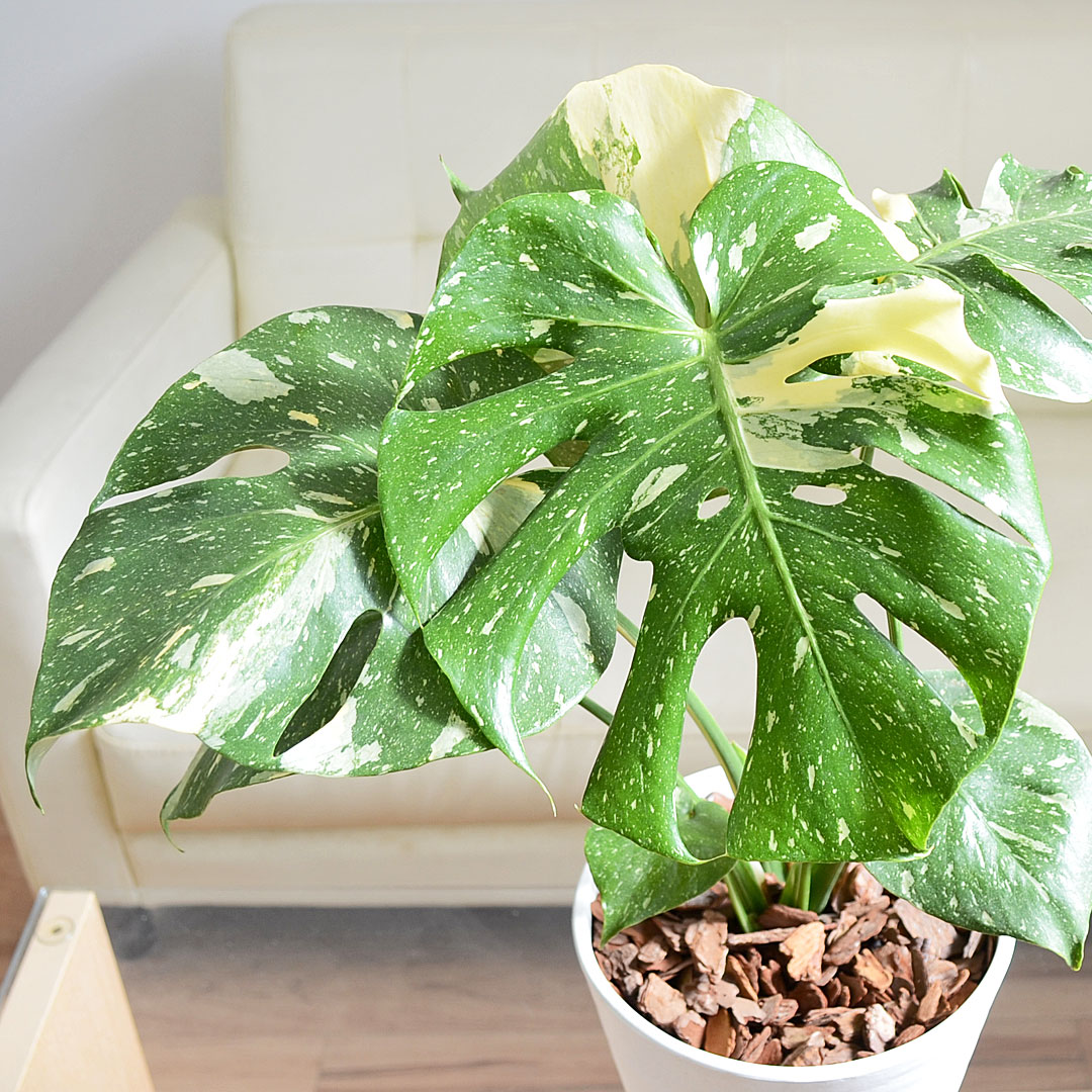 観葉植物の販売・ギフトならフラワーコーポレーション / 観葉植物