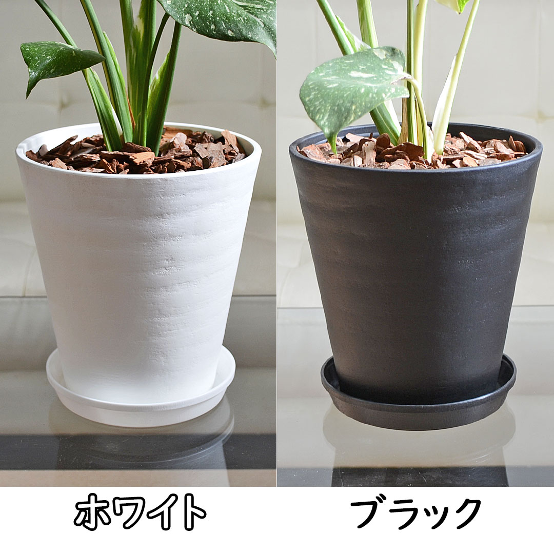 観葉植物の販売・ギフトならフラワーコーポレーション / 観葉植物