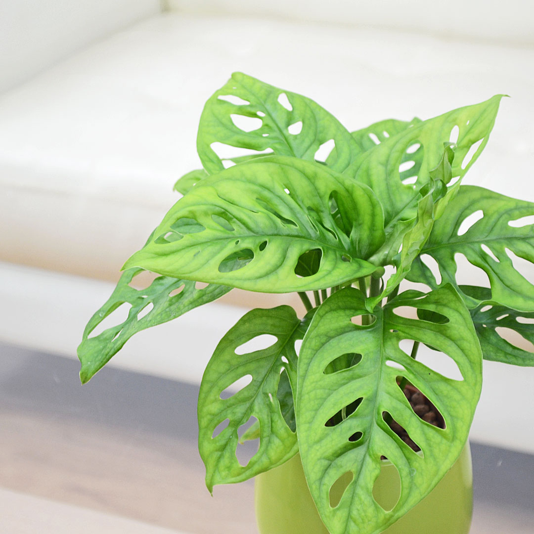 観葉植物の販売・ギフトならフラワーコーポレーション / 観葉植物 ミニ