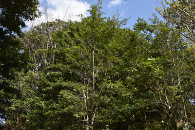 ヒサカキ - 種子島の樹木・花木 - ふるさと種子島