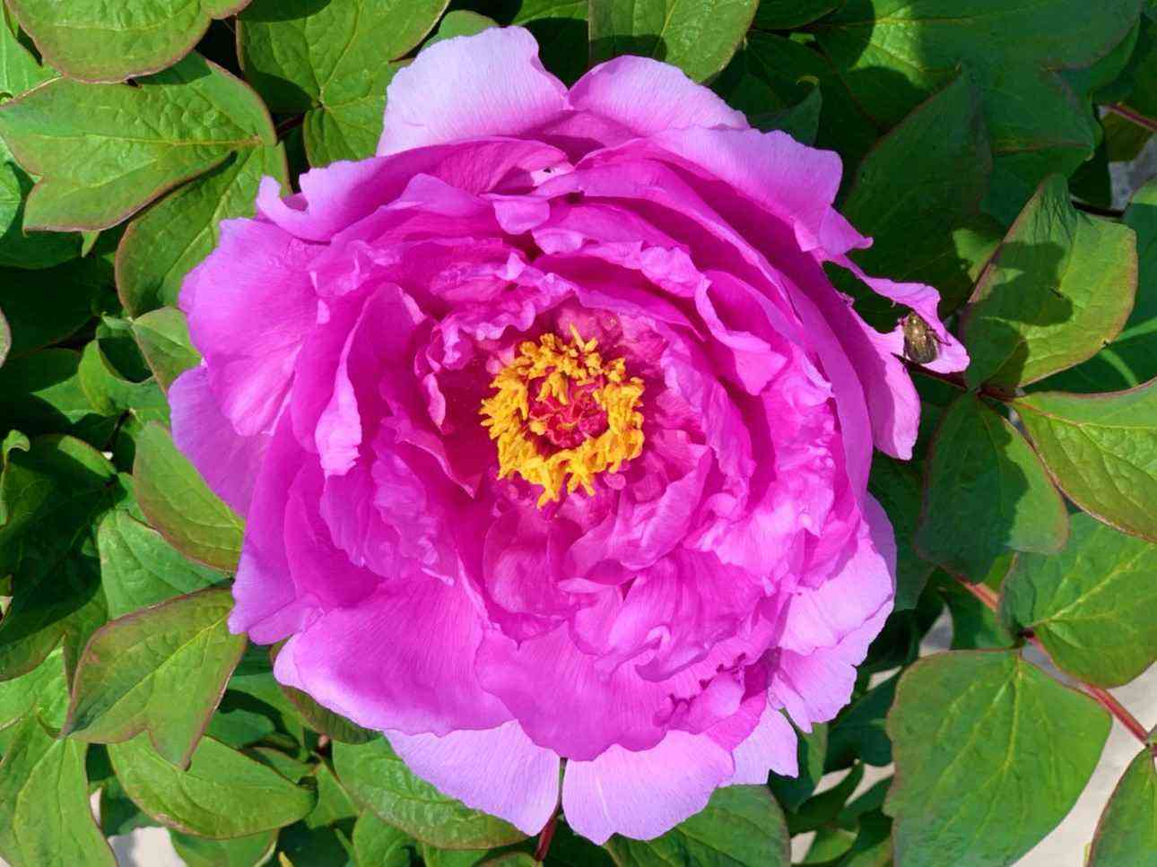 新座の牡丹は日中友好の証！！】