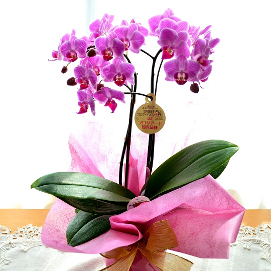 プチ贅沢なアレンジ LoveSense （カトレア（またはミニ胡蝶蘭）とバラ