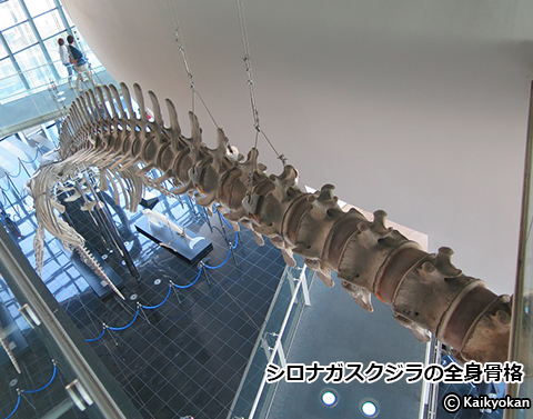 海響館で骨探！～水中で暮らすために～ 鯨編 | 市立しものせき水族館
