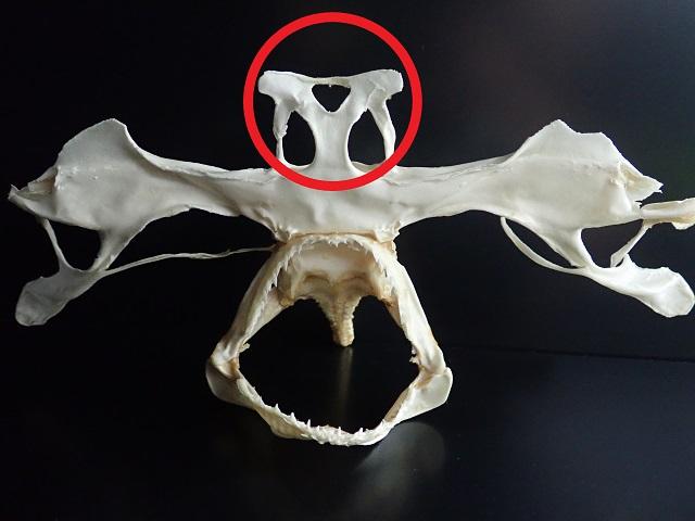 以布利通信38「アカ？シロ？どっち？？」｜海遊館とつながる｜海遊館