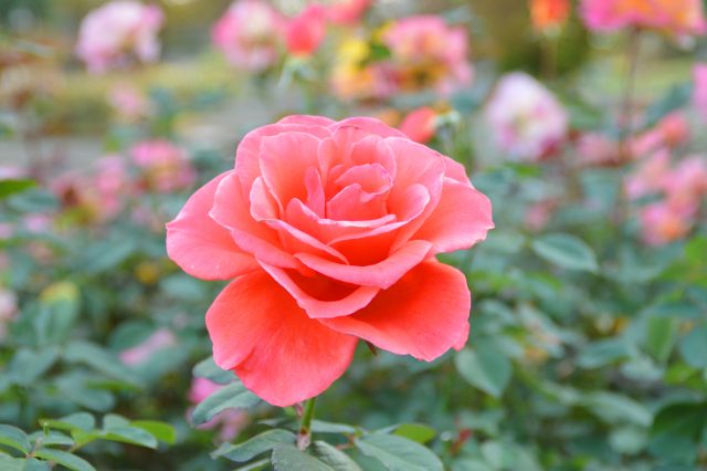 フラワーだより｜ 小田原フラワーガーデン