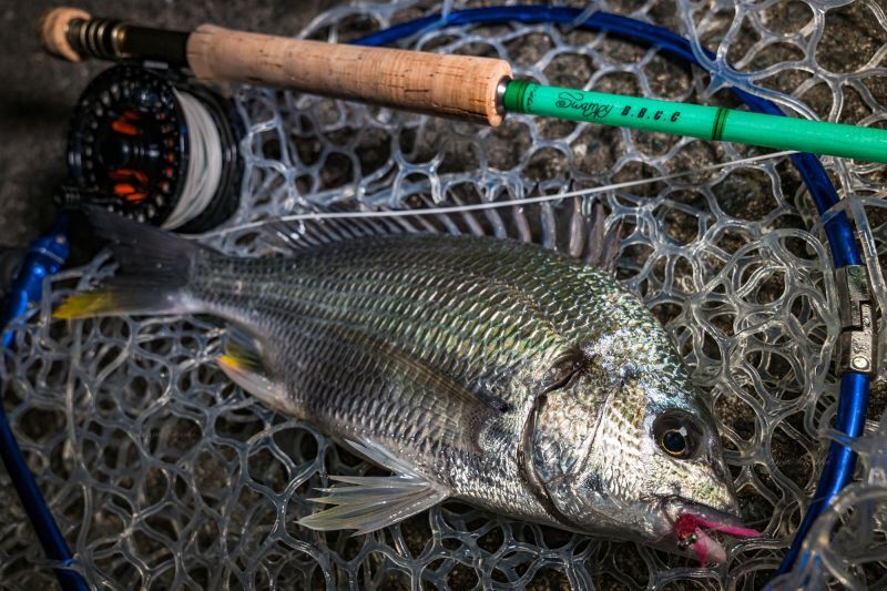 ☆ご予約承り中☆Swampy B.B.C.C ファイバーグラスフライロッド 6