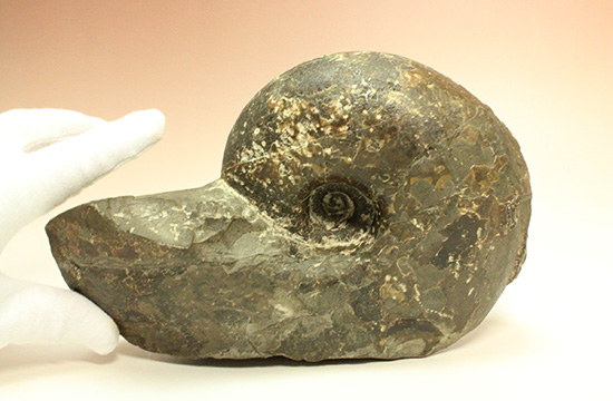 後世に残そう！二本木コレクション。無骨な味わい！大ぶりな