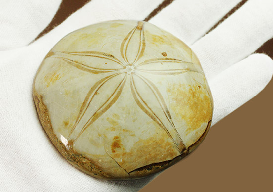 オブジェのような美しさ。ジュラ紀の棘皮動物ウニ化石/中生代ジュラ紀