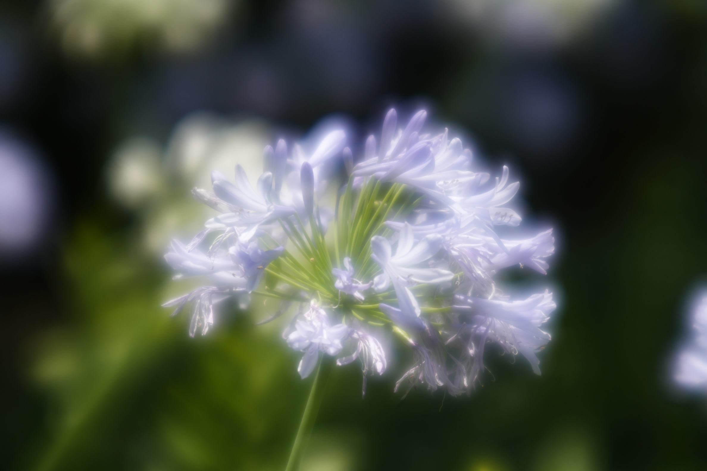 オールドレンズ】ソフトフォーカス強度を自由にコントールできるオート