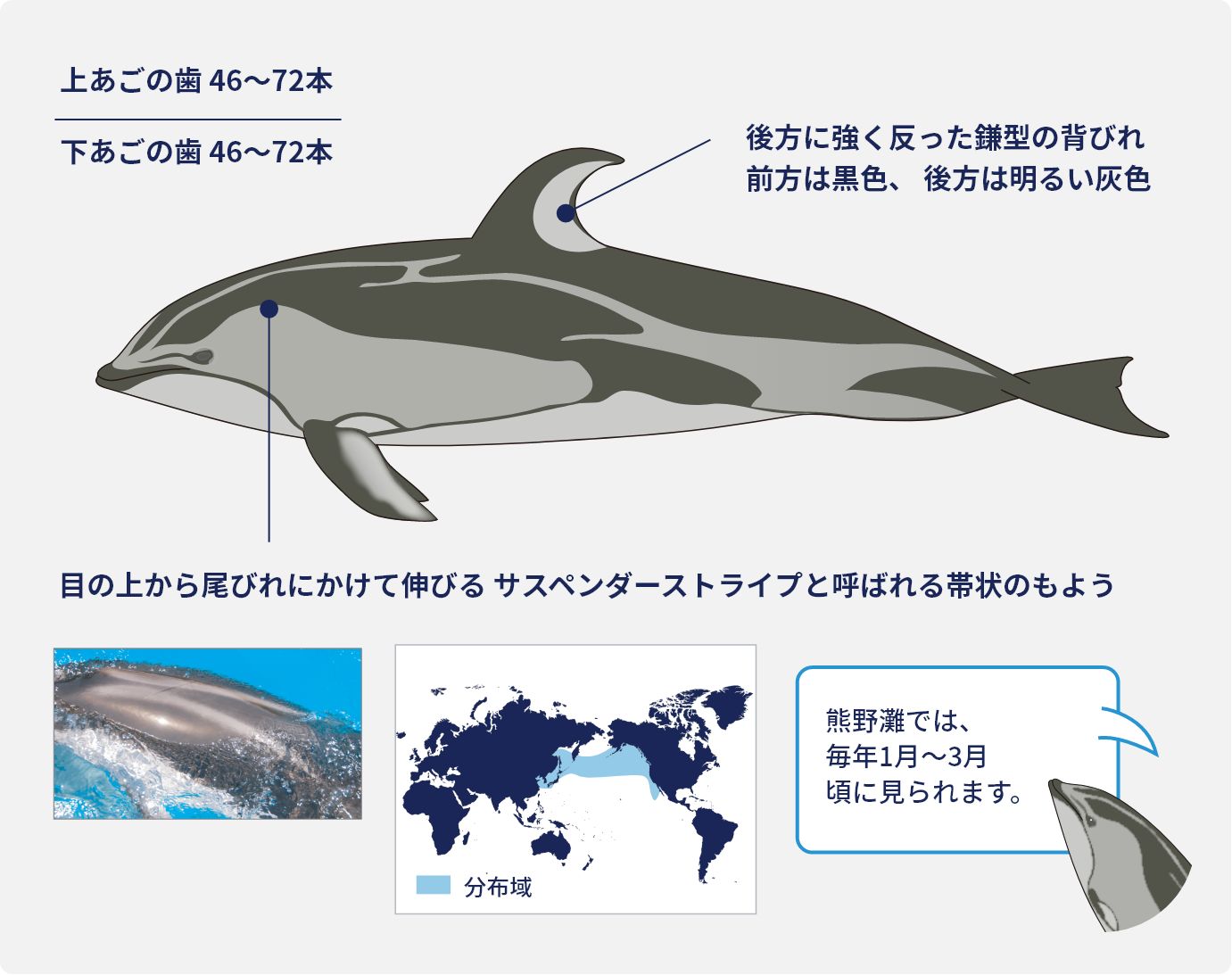 博物館のクジラたち | 太地町立くじらの博物館