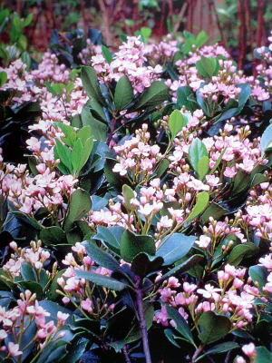 赤花シャリンバイ（車輪梅）＜植物（苗木・植木）生産販売（通販）リスト