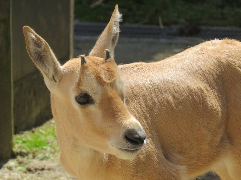 アラビアオリックスの子どもの成長～その3～|こぼれ話｜ブログ|金沢