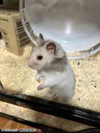 種類が「ゴールデン全て」の画像 (1/37) - 写真館 - ハムスター専門