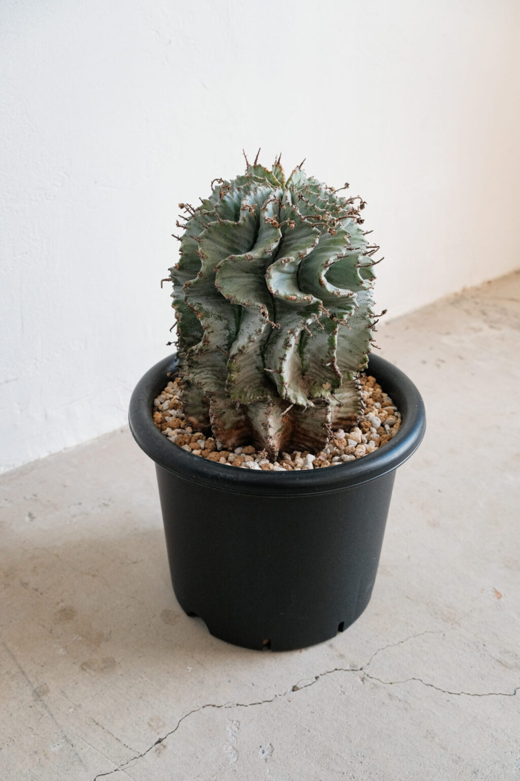 大株】白衣 ユーフォルビア・ホリダ – HANS 多肉植物とサボテンの専門店