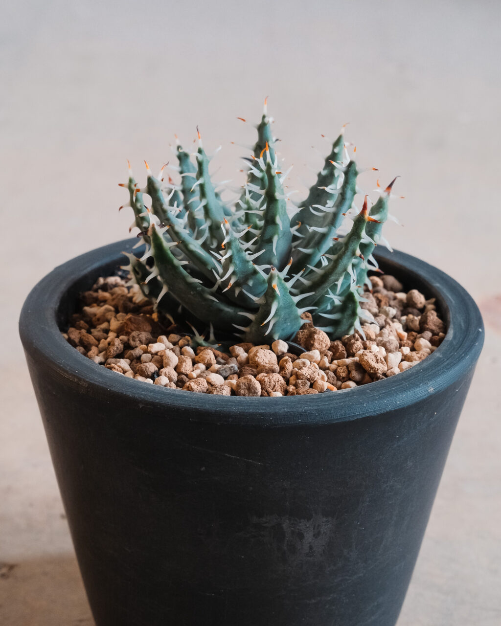 marvistaポット】アロエ・エリナケア – HANS 多肉植物とサボテンの専門店