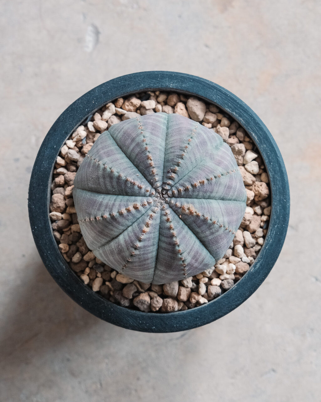 スタンダードサイズ】美株 ユーフォルビア・オベサ – HANS 多肉植物と